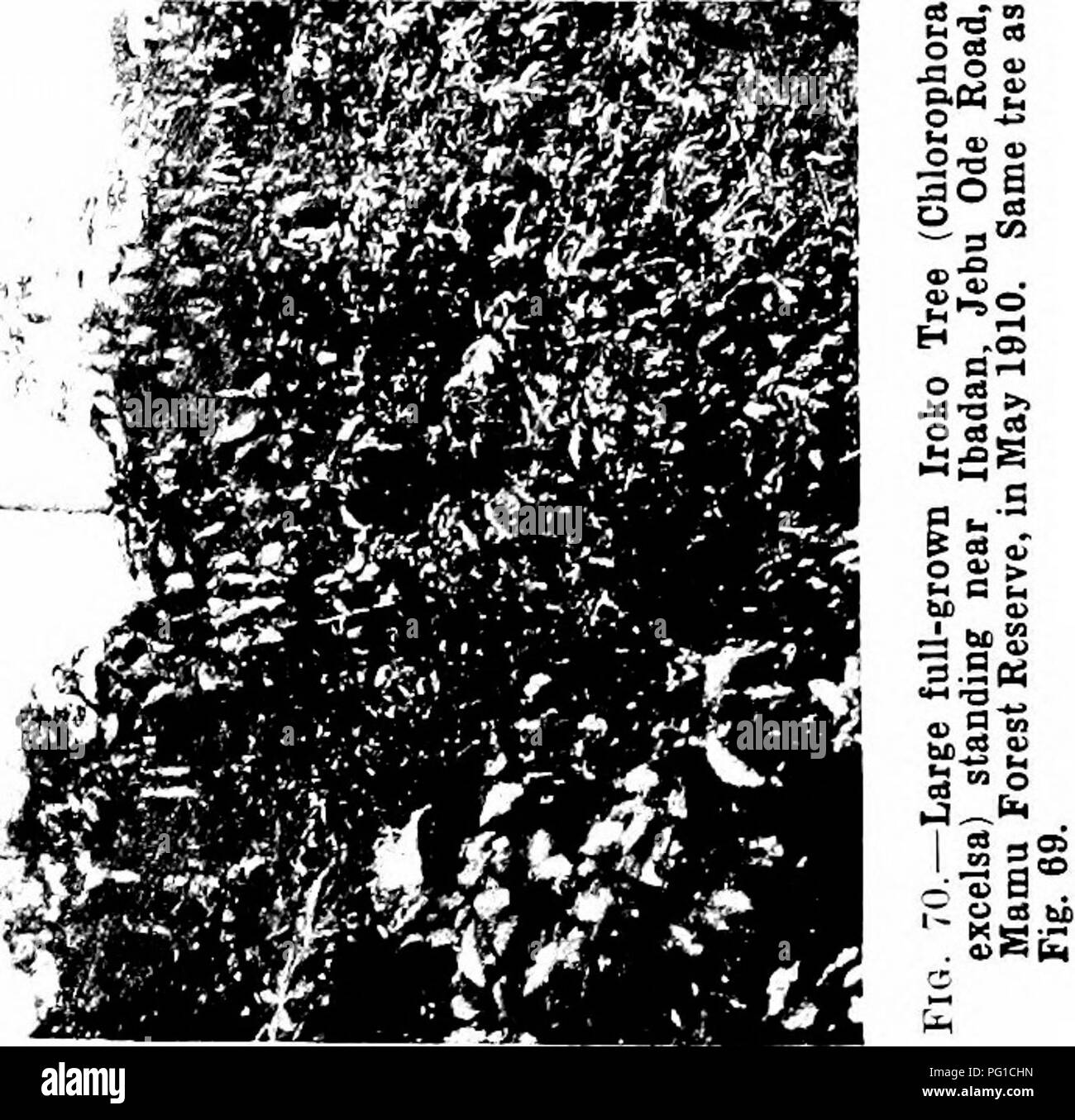 . Les forêts de l'Afrique de l'Ouest et des forêts . Les forêts et la foresterie. . Veuillez noter que ces images sont extraites de la page numérisée des images qui peuvent avoir été retouchées numériquement pour plus de lisibilité - coloration et l'aspect de ces illustrations ne peut pas parfaitement ressembler à l'œuvre originale.. Unwin, Arthur Harold. Londres : T. F. Unwin, ltd. Banque D'Images