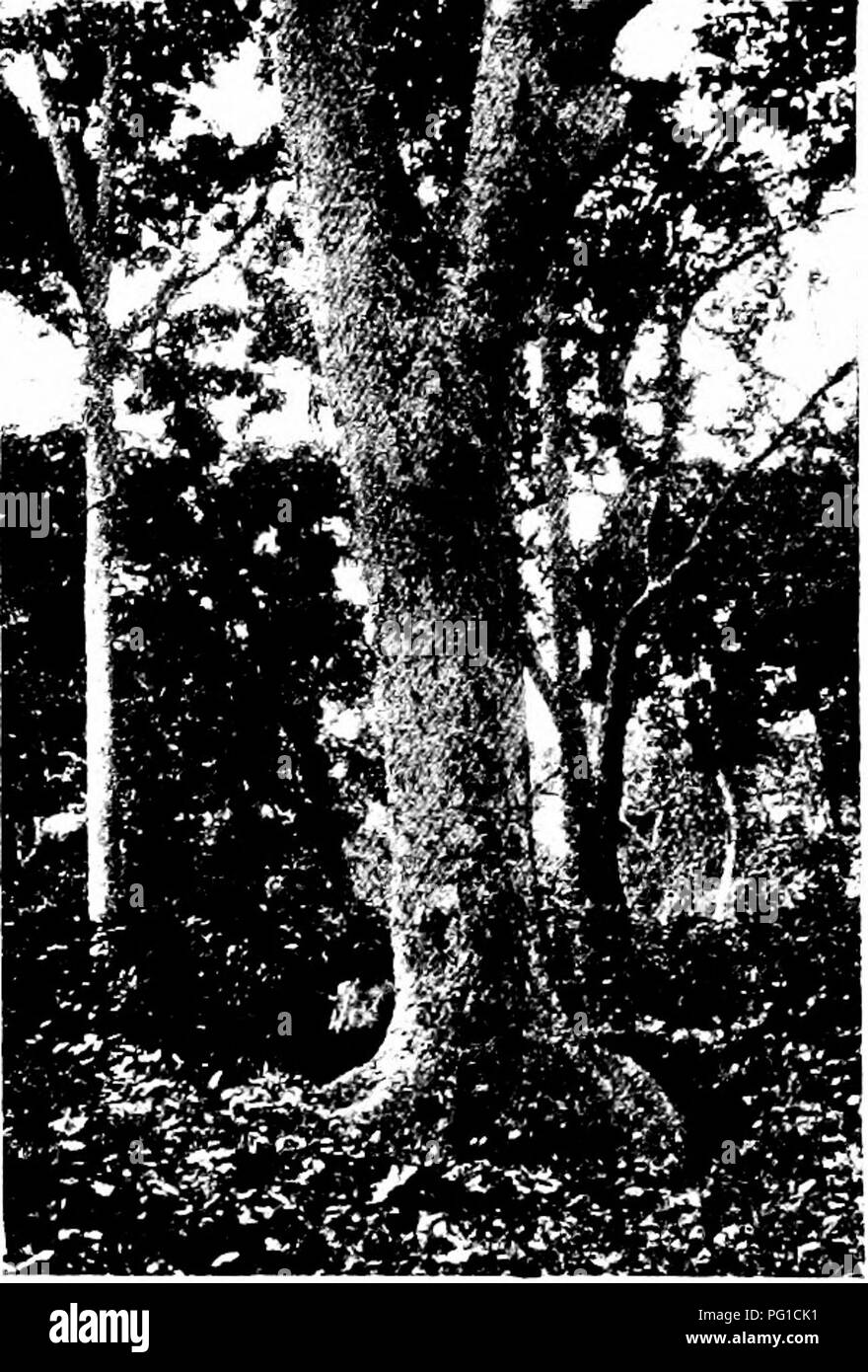 . Les forêts de l'Afrique de l'Ouest et des forêts . Les forêts et la foresterie. Fig. 63.-Afara (Terminalia superba), base de l'arbre adulte de plus de 12 pieds en girtb, Oloke meji- Réserve. Fig. 64.-Afrioana Afzélia, 14 pieds de circonférence, montrant le tronc et usnal liaiye, fourche, gamme Daiopa Olokemeji, réserve forestière. Face à p. -284.. Veuillez noter que ces images sont extraites de la page numérisée des images qui peuvent avoir été retouchées numériquement pour plus de lisibilité - coloration et l'aspect de ces illustrations ne peut pas parfaitement ressembler à l'œuvre originale.. Unwin, Arthur Harold. Londres : T. F. Unwin, ltd. Banque D'Images