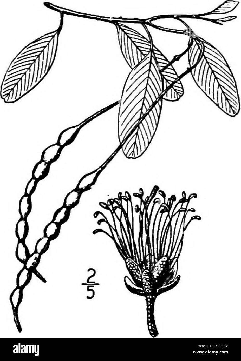 . Les arbres de l'Amérique du Nord : être des descriptions et des illustrations de l'arbres croissant indépendamment de la culture en Amérique du Nord, au nord du Mexique et les Antilles . Les arbres. 4o6 Jamaïque Caper Tree lar-fleur 5 à 12 mm. de long ; les 4 sépales sont ovées à lancéolées et a souligné à propos de i cm. de long ; les 4 pétales blancs sont oblongues, émoussé, et presque aussi long que les sépales, virant au violet quand vieux ; il y a 16 à 32 étamines, 5 cm. de long ou moins, avec des filaments distincts filiformes, qui sont longues- hairy près de la base et de pourpre ; l'ovaire est supporté sur une tige de 3 à 5 cm. de long $uid mûrit dans un l Banque D'Images