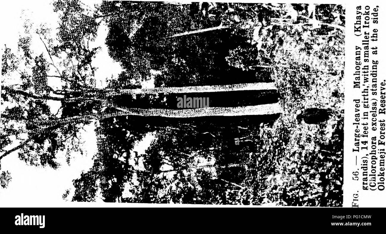 . Les forêts de l'Afrique de l'Ouest et des forêts . Les forêts et la foresterie. . Veuillez noter que ces images sont extraites de la page numérisée des images qui peuvent avoir été retouchées numériquement pour plus de lisibilité - coloration et l'aspect de ces illustrations ne peut pas parfaitement ressembler à l'œuvre originale.. Unwin, Arthur Harold. Londres : T. F. Unwin, ltd. Banque D'Images
