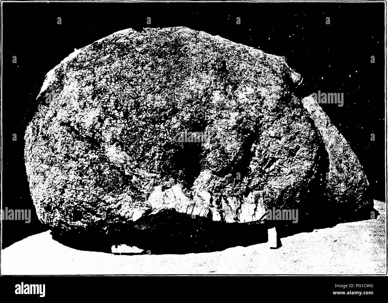 Ce manuel fournit un catalogue détaillé des bois du monde, en se concentrant sur leurs caractéristiques et leurs utilisations, y compris les applications pratiques dans la fabrication de meubles, la construction, et à des fins industrielles. Le livre comprend également des aperçus sur l'assaisonnement artificiel du bois pour une meilleure durabilité. Banque D'Images