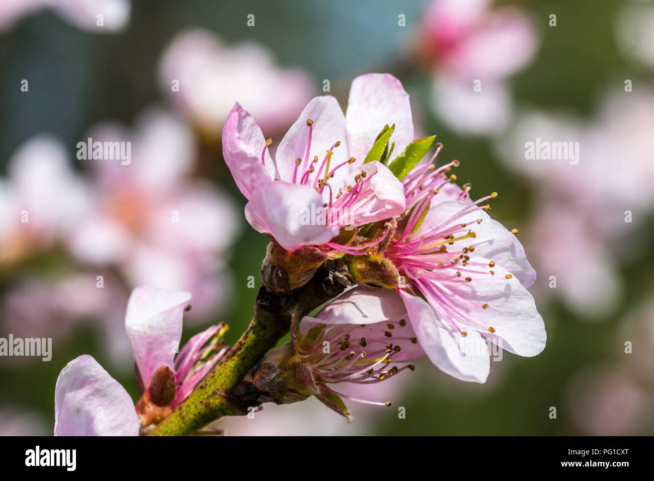 Détail d'un belle arbre fleurissant dans un ressort. Nice Fleurs roses. Macro shot avec beaucoup de détails avec une faible profondeur de champ. Banque D'Images