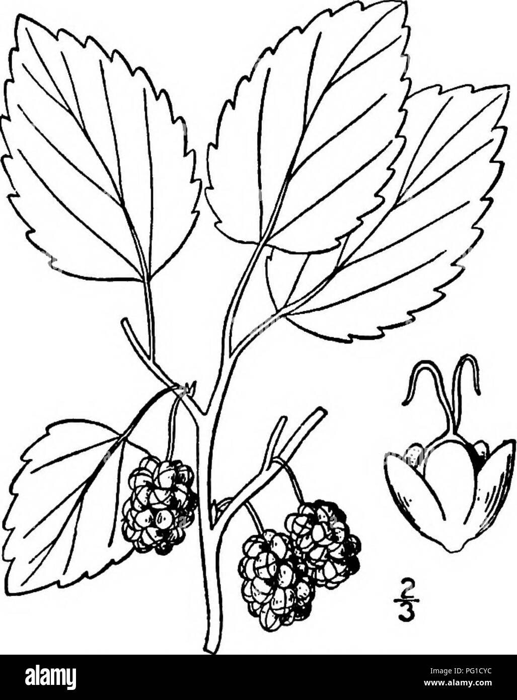 . Les arbres de l'Amérique du Nord : être des descriptions et des illustrations de l'arbres croissant indépendamment de la culture en Amérique du Nord, au nord du Mexique et les Antilles . Les arbres. Murier noir 3^3 pédoncules un peu plus court ; les chatons femelles un peu oblongues, 0,5 à 10 mm. de long. Le fruit est ovale à subglobuleuses- oblongues, I à 2 cm. de long, varie considérablement en taille et en quahty, généralement plus longue que la tige, blanc ou rosâtre, parfois presque à sec, et jamais aussi juteux que celui de la Black Mulberry. Le bois est modérément dur, à grain fin, proche- hght brun jaunâtre ; sa densité est d'environ 0,71. Banque D'Images