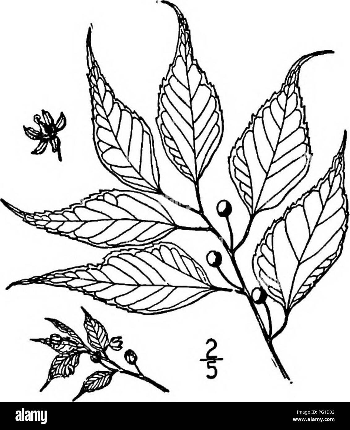 . Les arbres de l'Amérique du Nord : être des descriptions et des illustrations de l'arbres croissant indépendamment de la culture en Amérique du Nord, au nord du Mexique et les Antilles . Les arbres. Micocoulier Géorgie 3575. Petit-OeltisSmallii du micocoulier Beadle la gamme connue de cet arbre est récemment décrit à partir de la Caroline du Nord et du Tennessee, de la Géorgie, Floride, Alabama, et le Texas. Il a été confondu avec le Mississippi micocoulier, mais semble différer de cette espèce par ses feuilles dentées nettement ; les deux sont, cependant, étroitement liés. Il préfère les sols humides et les marécages et les rives de la rivière habite en Géorgie, att Banque D'Images