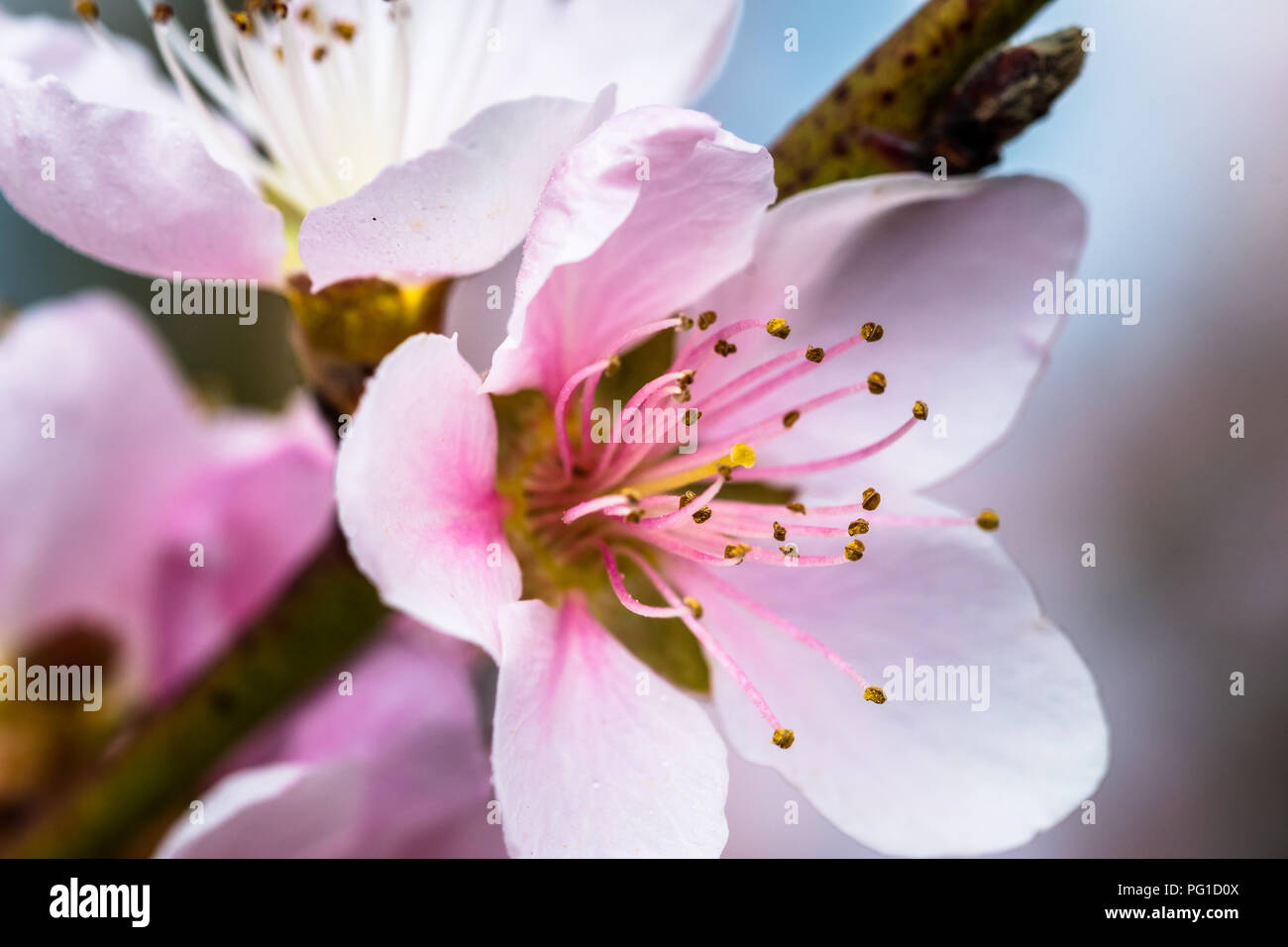 Détail d'un belle arbre fleurissant dans un ressort. Nice Fleurs roses. Macro shot avec beaucoup de détails avec une faible profondeur de champ. Banque D'Images