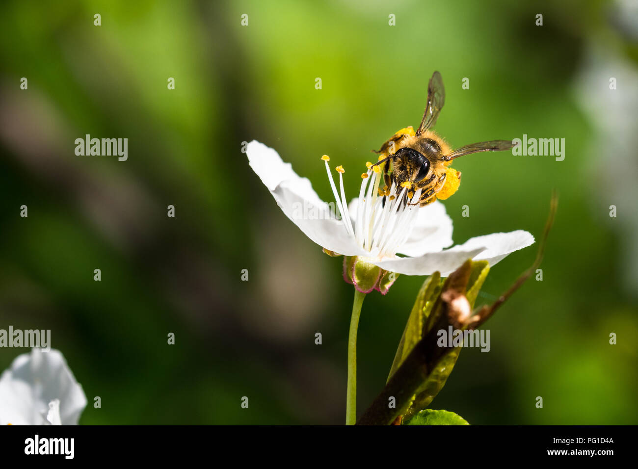 Un travail acharné de l'abeille européenne une pollinisation des fleurs dans un ressort. Vous pouvez voir de grands paniers à pollen sur les jambes (Corbicula). Belle macro shot avec SHA Banque D'Images