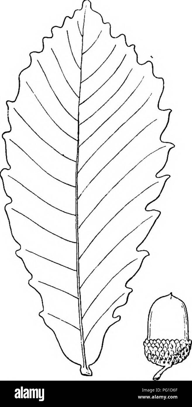 Ce manuel couvre la variété mondiale des bois, détaillant leurs caractéristiques et leurs utilisations. Il met en évidence des bois spécifiques connus pour leur force et leur attrait esthétique, tels que les bois d'armoire ornementale, qui sont très appréciés pour leurs beaux motifs et leurs caractéristiques de rayon médullaire. Banque D'Images