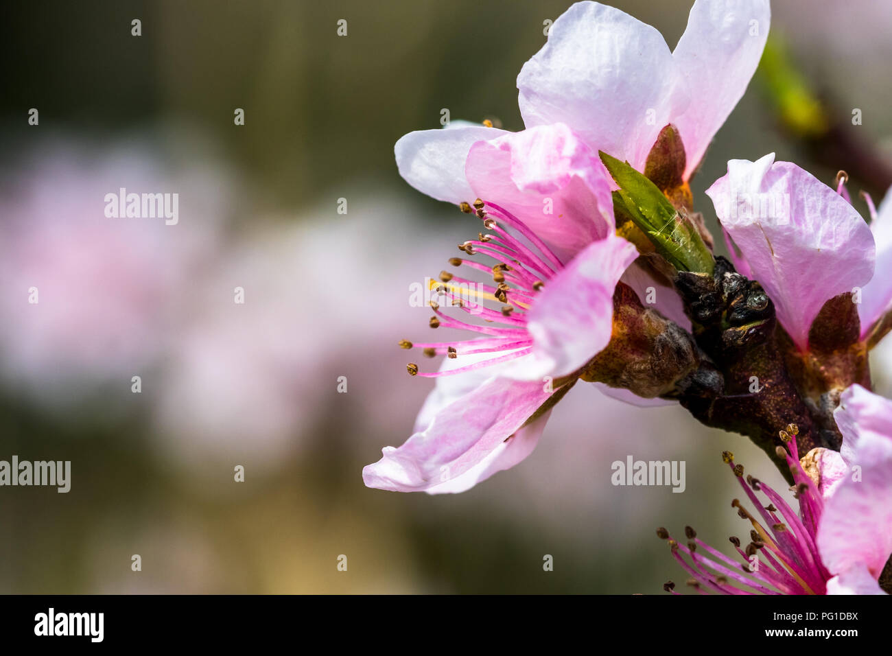 Détail d'un belle arbre fleurissant dans un ressort. Nice Fleurs roses. Macro shot avec beaucoup de détails avec une faible profondeur de champ. Banque D'Images
