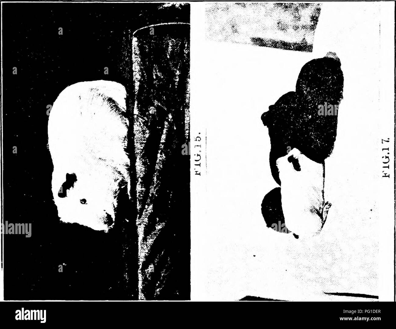 Un examen scientifique de l'hérédité, centré sur son rôle dans l'évolution et l'élevage. Le livre traite de l'héritage génétique, de la sélection naturelle et de la sélection artificielle chez le bétail et les animaux domestiques. Banque D'Images