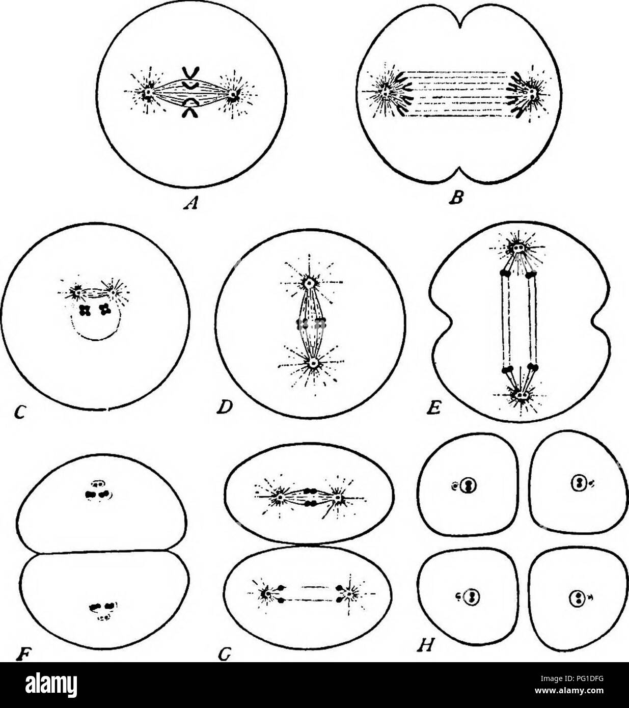 . L'hérédité par rapport à l'évolution et de la sélection des animaux, . L'hérédité. La dualité de l'héritage de l'ori2:inal contiennent des cellules dans chaque cas, deux chromosomes, la moitié du nombre d'origine.. Fig. 5. - Schémas montrant les faits essentiels de la réduction des chromosomes dans le développement de l'spenn-cellules. (D'après Wilson.) Ces chromosomes constituent l'essentiel de la tête des spermatozoïdes qui fait de chacun de 17. Veuillez noter que ces images sont extraites de la page numérisée des images qui peuvent avoir été retouchées numériquement pour plus de lisibilité - coloration et l'aspect de ces illustrations ne peut pas parfaitement r Banque D'Images