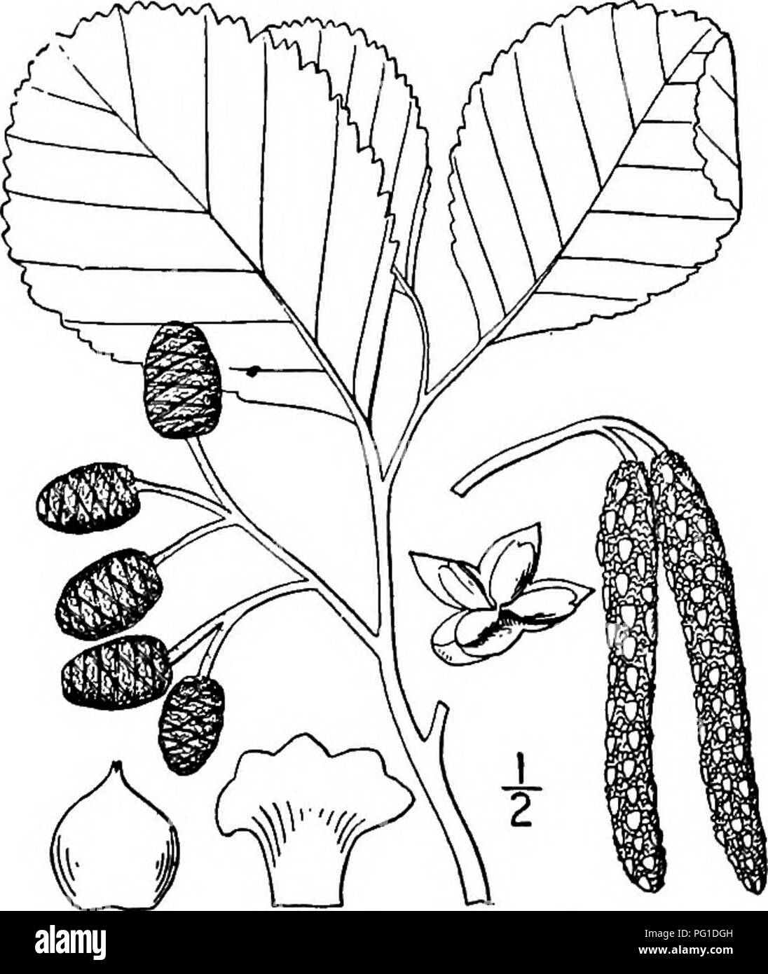 . Les arbres de l'Amérique du Nord : être des descriptions et des illustrations de l'arbres croissant indépendamment de la culture en Amérique du Nord, au nord du Mexique et les Antilles . Les arbres. région ; c'est un arbuste ou petit arbre, lorsque d'abord découvert supposé être le même que le célèbre'Alnus incana, mais étude ultérieure a montré qu'il est tout à fait différent de cette espèce ; le plus grand arbre observé était d'environ 8 mètres de haut, avec un tronc 1,5 dm. d'épaisseur. L'écorce est brune, lisse ou presque, les jeunes pousses sveltes, densément pubescentes-brunâtre, devenant lisse et brun-gris, le second seaso Banque D'Images