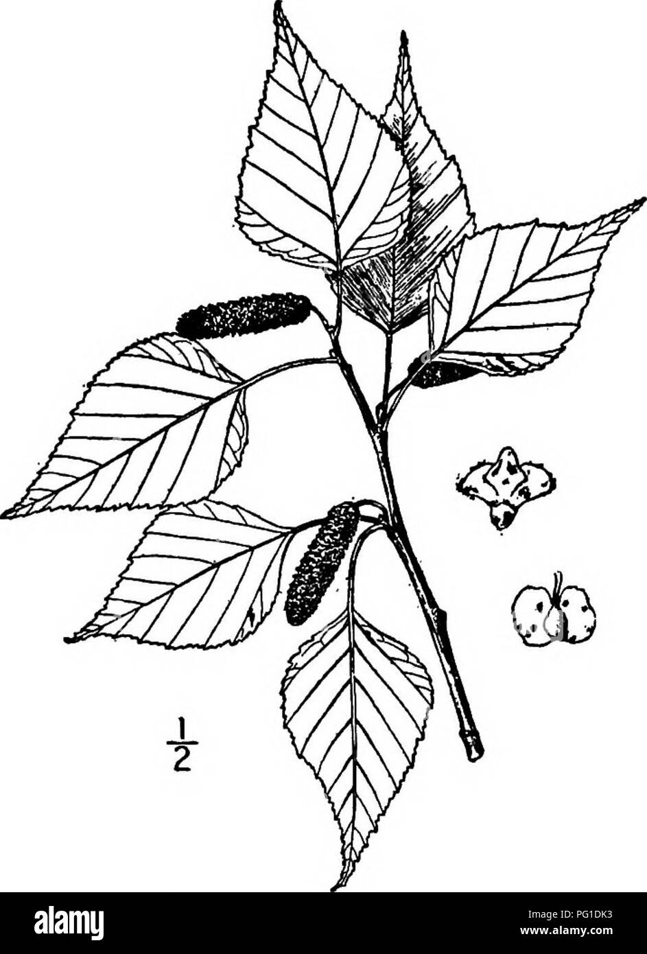 Ce travail décrit les arbres indigènes d'Amérique du Nord, en se concentrant sur ceux qui poussent sans culture dans les régions au nord du Mexique. Un accent particulier est mis sur le bouleau de l'Alaska et le bouleau bleu, mettant en évidence leurs habitudes de croissance, leur rôle écologique et leurs utilisations dans l'industrie, comme pour les cerceaux de baril et la pâte à papier. Banque D'Images