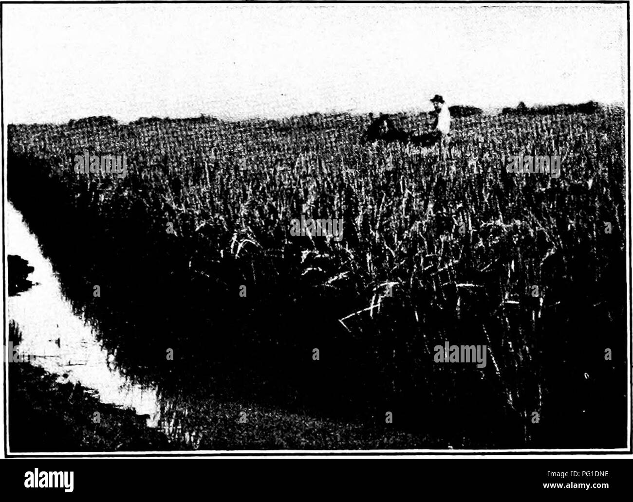 . La vie des plantes et des sols liés à l'agriculture . L'agriculture, le sol, les plantes. Les SOLS ET LA FLORE 222 156 Riz. Les exigences des sols de riz. - Le riz est con- lossed plus largement par la race humaine que tout autre grain. Cela est dû au fait qu'il réussit bien dans les centres de population les plus denses, comme en Inde, en Chine et au Japon.. Fig. 95. - Un champ de culture du riz. La production de riz a augmenté rapidement dans les États-Unis au cours des dix à vingt prochaines années. Les basses terres de la partie sud de ce pays ne convient pas à d'autres cultures produisent une excellente catégorie de ce grain. Il est nécessaire Banque D'Images