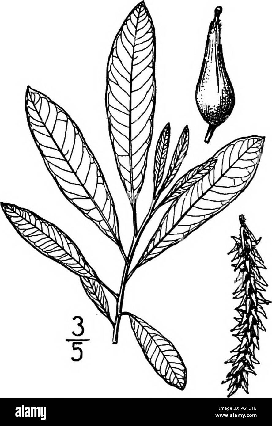 Ce travail fournit des descriptions détaillées et des illustrations d’arbres indigènes en Amérique du Nord, en mettant l’accent sur les espèces qui poussent naturellement sans culture. Il comprend des détails sur le saule de Bebb, ses caractéristiques et ses motifs de floraison. Banque D'Images