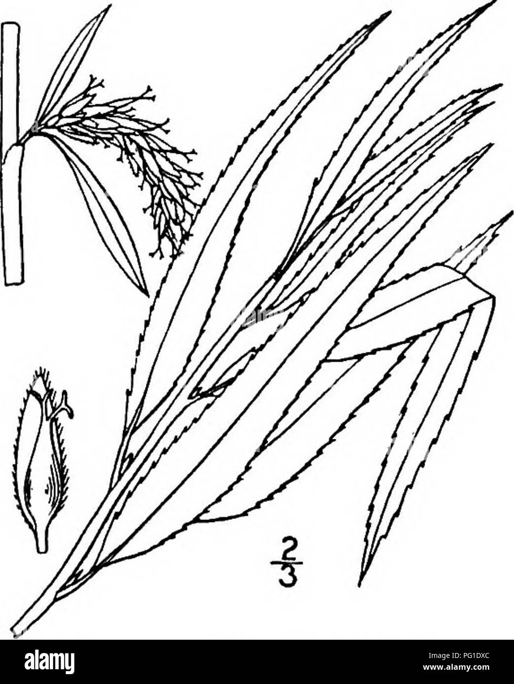 . Les arbres de l'Amérique du Nord : être des descriptions et des illustrations de l'arbres croissant indépendamment de la culture en Amérique du Nord, au nord du Mexique et les Antilles . Les arbres. Sandbar Willow 193 ont deux étamines ; dans les fleurs pistillées il y a un ovaire lisses ovoïdes étroitement avec près de stigmates sessiles. Les chatons de fructification sont 5 à 7 cm. de long, le doux, presque sessiles capsules ovoïdes-conique, 3 à 4 mm. de long. Son bois est préféré en Angleterre pour cricket balls. Le saule Salix cmrulea bleu, J. E. Smith, aussi européen, a été ré- erably plantées pour l'ornement, et est rapporté comme à l'échelle locale Banque D'Images