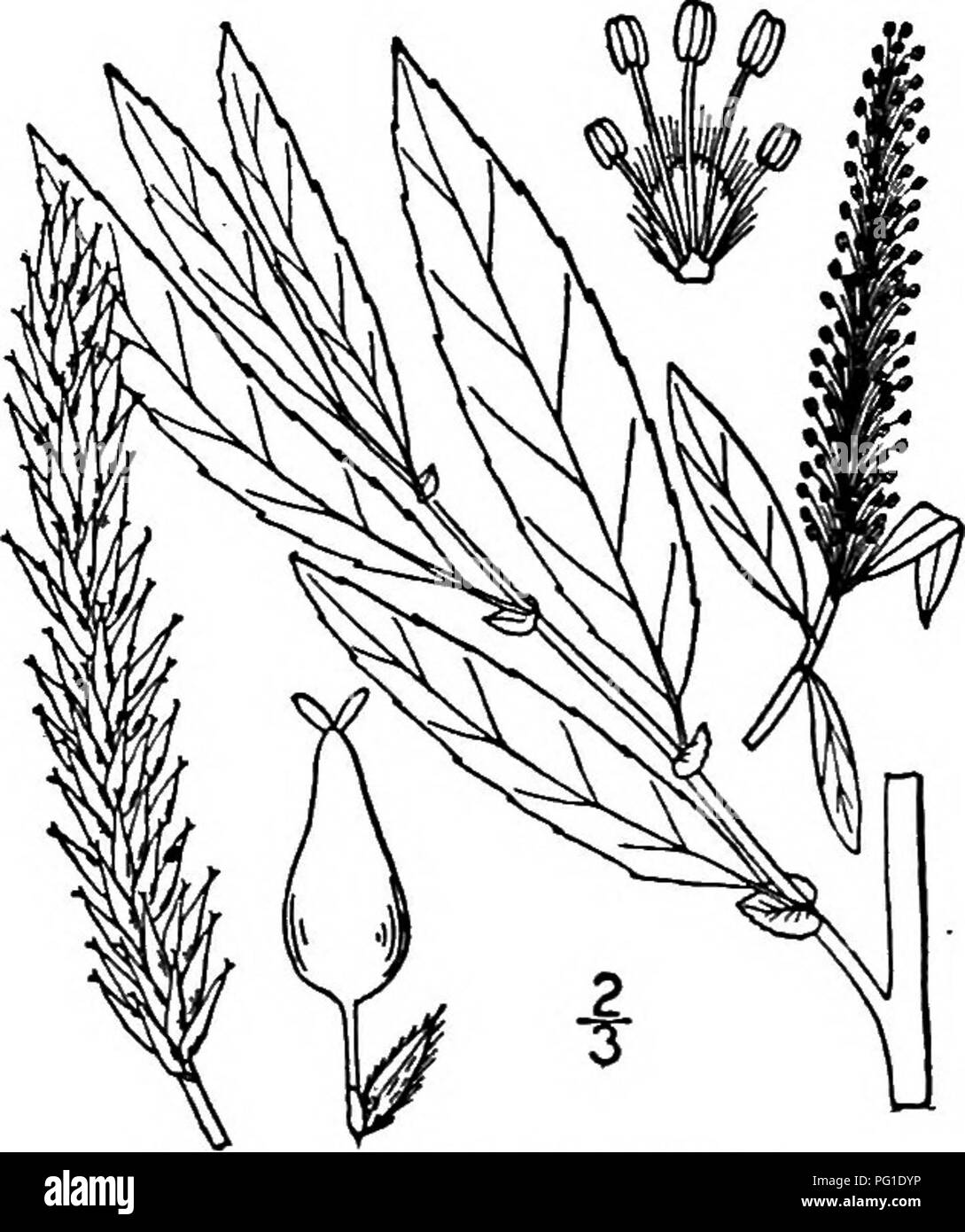 . Les arbres de l'Amérique du Nord : être des descriptions et des illustrations de l'arbres croissant indépendamment de la culture en Amérique du Nord, au nord du Mexique et les Antilles . Les arbres. 186 Les Saules d'être le plus fiable pour distinguer l'arbre de la Saule noir. Les feuilles sont étroitement lancéolées, finement découpées, de couleur vert vif ci-dessus, plutôt plus pâle sur la partie inférieure que ceux de Salix nigra Marshall, 5 à 12 cm. de long, leurs tiges fines 5 à 10 mm. de long, leurs petites stipules caduques et au début. Les chatons apparaissent au début du printemps sur les rameaux feuillus, court de la saison, sont de 5 à 7 cm. de long, Banque D'Images