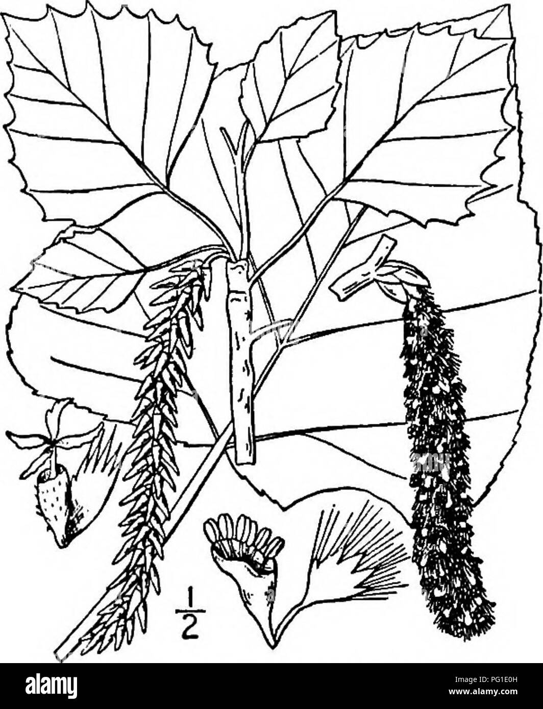 . Les arbres de l'Amérique du Nord : être des descriptions et des illustrations de l'arbres croissant indépendamment de la culture en Amérique du Nord, au nord du Mexique et les Antilles . Les arbres. American Aspen 179 façons et environ aussi longtemps que les lames. Au moment de la floraison en mars ou avril, les chatons sont de 5 à 8 cm. de long, et pas très dense, les fleurs pistillées sont court- pédonculées, le petit disque, l'habituellement 3 stigmates beaucoup dilaté. Dans le mûrissement, le pis- tillate deviennent les chatons de 12 cm. de long ou plus, les capsules papilleuse i de 1,5 cm. de long, et plus longtemps que leurs tiges. L'arbre est bien planté.pour l'ombre et ornamen Banque D'Images