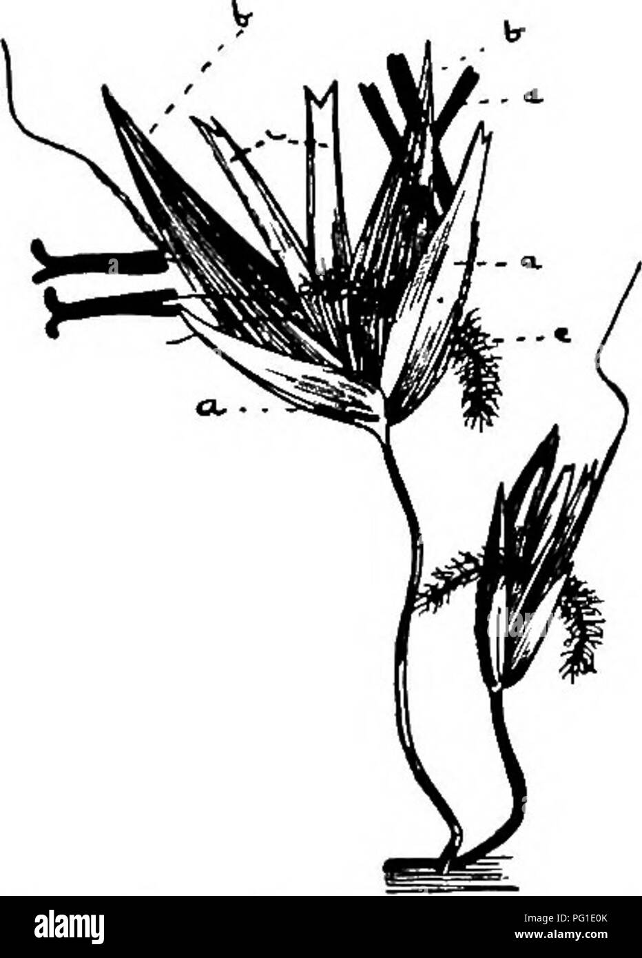 . La vie des plantes et des sols liés à l'agriculture . L'agriculture, le sol, les plantes. Le TRAVAIL DE FLEURS 109 contenant les cavités dans lesquelles les graines vous forme, est l'ovaire ; et la portion de liaison, ou de la tige, est le style. Passons maintenant à l'autre classe de fleurs devant nous. Nous devons considérer chaque chef de ces monocotylédones, non pas comme une seule fleur, mais comme une masse de fleurs disposées en groupes de deux le long d'un axe central. C'est, nous trouvons deux fleurs ensemble contre cet axe, puis, un peu plus haut et sur le côté opposé de cela, nous trouvons deux de plus, et ainsi de suite. Chaque groupe d'étude maintenant un peu m Banque D'Images