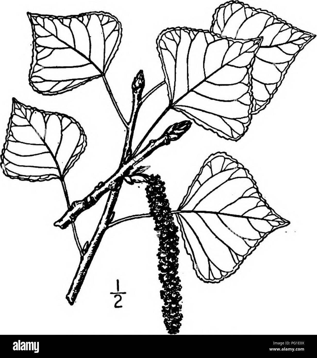 . Les arbres de l'Amérique du Nord : être des descriptions et des illustrations de l'arbres croissant indépendamment de la culture en Amérique du Nord, au nord du Mexique et les Antilles . Les arbres. 177 Peuplier de Caroline pour avoir commencé quelque peu de cette espèce. Les spécimens de 50 mètres de haut ont été connus en France. Les branches sont tous d'une manière caractéristique à la verticale. L'écorce des vieux arbres est gris à brun et profondément sillonnée. Les jeunes rameaux sont ohve-vert, devenant gris, les bourgeons ont fait et 6 à 8 mm. de long. Les feuilles sont ovées- triangulaire à losangique, presque toutes les dents autour, lisse des deux côtés, et 4 à 10 cm. Banque D'Images