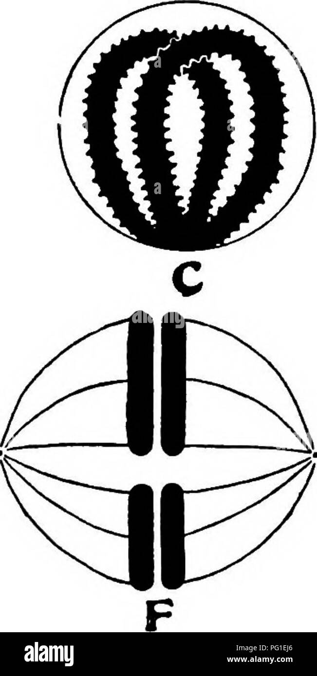 . Lectures à l'évolution, la génétique, et l'eugénisme. L'évolution ; l'hérédité ; l'eugénisme. Fig. 72.-La division représentée pour une espèce dont le nombre diploïde est de quatre. "Au repos", un noyau d'une cellule germinale primaire ; B, la formation de paires de fils de chromomères ; C, la conjugaison des chromosomes homologues (Synapse) ; D, le desserrage de la nœuds synaptiques ; E, la condensation des chromosomes et la disparition de la membrane nucléaire ; F, chromosomes homologues à propos de passer à des pôles opposés, donnant ainsi à chaque cellule germinale secondaire un membre de chaque paire et la moitié de la nimiber somatiques. {Prom Ba Banque D'Images