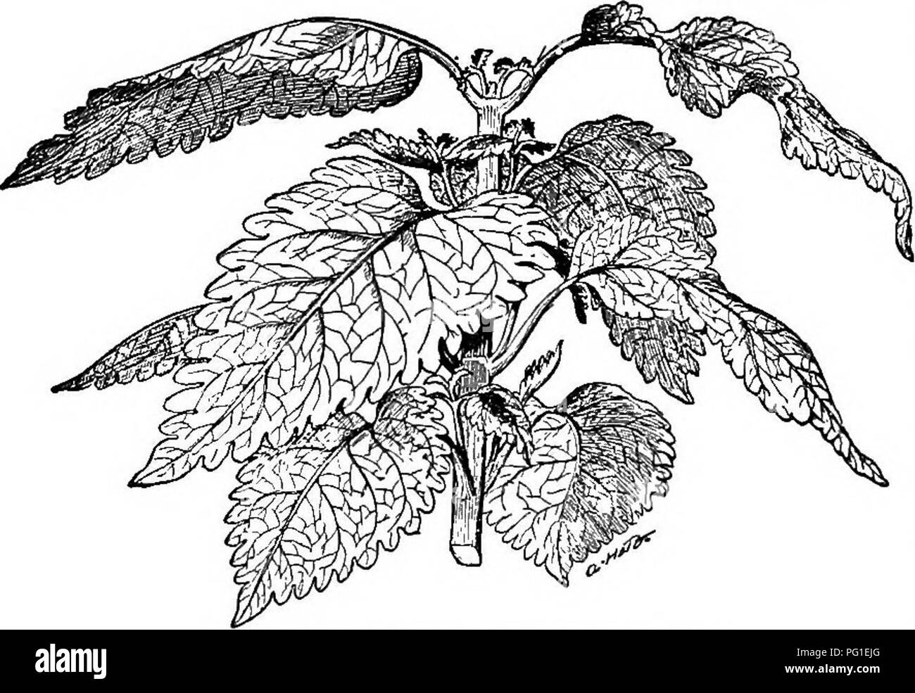 . Cyclopedia of American horticulture, comprenant des suggestions pour la culture de plantes horticoles, les descriptions des espèces de fruits, légumes, fleurs et plantes ornementales vendues aux États-Unis et au Canada, ainsi que des notes biographiques et géographiques. Le jardinage. 352 arbustes, COLEUS COLLOMIA 2-3 pieds de haut : tiges puhescent : Ivs. cordé, grossièrement cre- nate, inférieures à 7. long : slj. bleu, en racèmes simples qui contiennent jusqu'à 18 forking cymes avec environ 10 slj. dans chaque. B.M.7672. L. H. B.. 519. Coleus blumei, var. Verschaffeltii. Les coliques-EOOT. Aletris tarinosa. COLLABDS. Un ki Banque D'Images