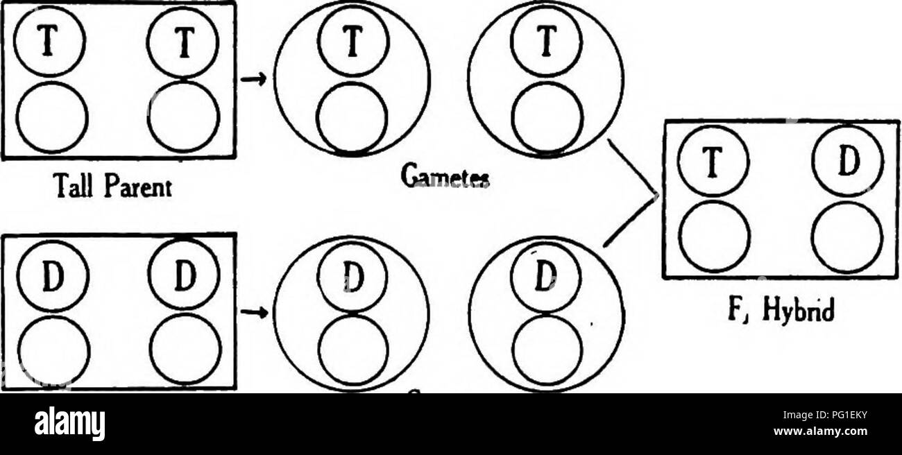 Ce livre compile des lectures essentielles sur les thèmes de l'évolution, de l'hérédité et de l'eugénisme. Il explore des concepts génétiques comme le comportement chromosomique et les patrons héréditaires, y compris le rôle des déterminants dans les traits génétiques tels que la hauteur. Banque D'Images