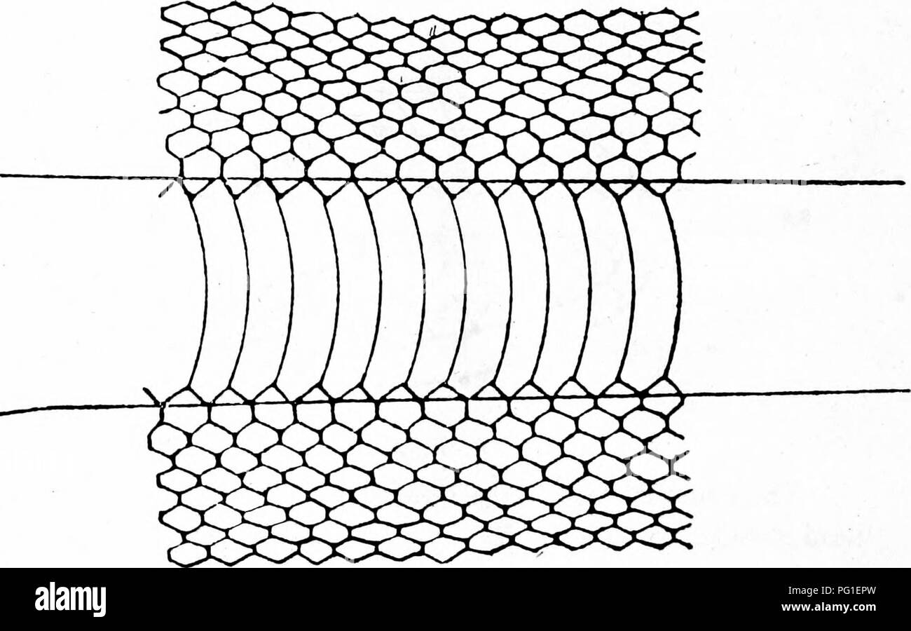 . La politique commune de serpents de l'Inde et de la Birmanie et la façon de les reconnaître . Serpents ; Serpents. La figure 4. Peau de serpent typique, montrant le large ventrals sur le ventre. Quand le serpent est couchée sur le dos que la partie entre les lignes est visible.. Veuillez noter que ces images sont extraites de la page numérisée des images qui peuvent avoir été retouchées numériquement pour plus de lisibilité - coloration et l'aspect de ces illustrations ne peut pas parfaitement ressembler à l'œuvre originale.. Cazaly, W. H. Allahabad : Pioneer Press Banque D'Images