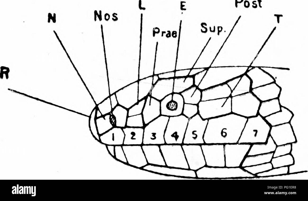. La politique commune de serpents de l'Inde et de la Birmanie et la façon de les reconnaître . Serpents ; Serpents. Publiez. La figure 2. Vue latérale de la tête d'un serpent pour voir les boucliers protecteurs. N  = uaaal. Nos  = narine. L  = loreal. E  = oeil. zap.  = piEc-ociiliir. Sup.  = supra-oculaires. Publiez.  = postoculaire. T  = temporals. R  =â rostral. 1, 2, 3, 4, 5. C, 7  = premier, deuxième, etc., supra-labials,. Veuillez noter que ces images sont extraites de la page numérisée des images qui peuvent avoir été retouchées numériquement pour plus de lisibilité - coloration et l'aspect de ces illustrations ne peut pas parfaitement ressembler à l'œuvre originale.. Cazaly, H. W. Banque D'Images