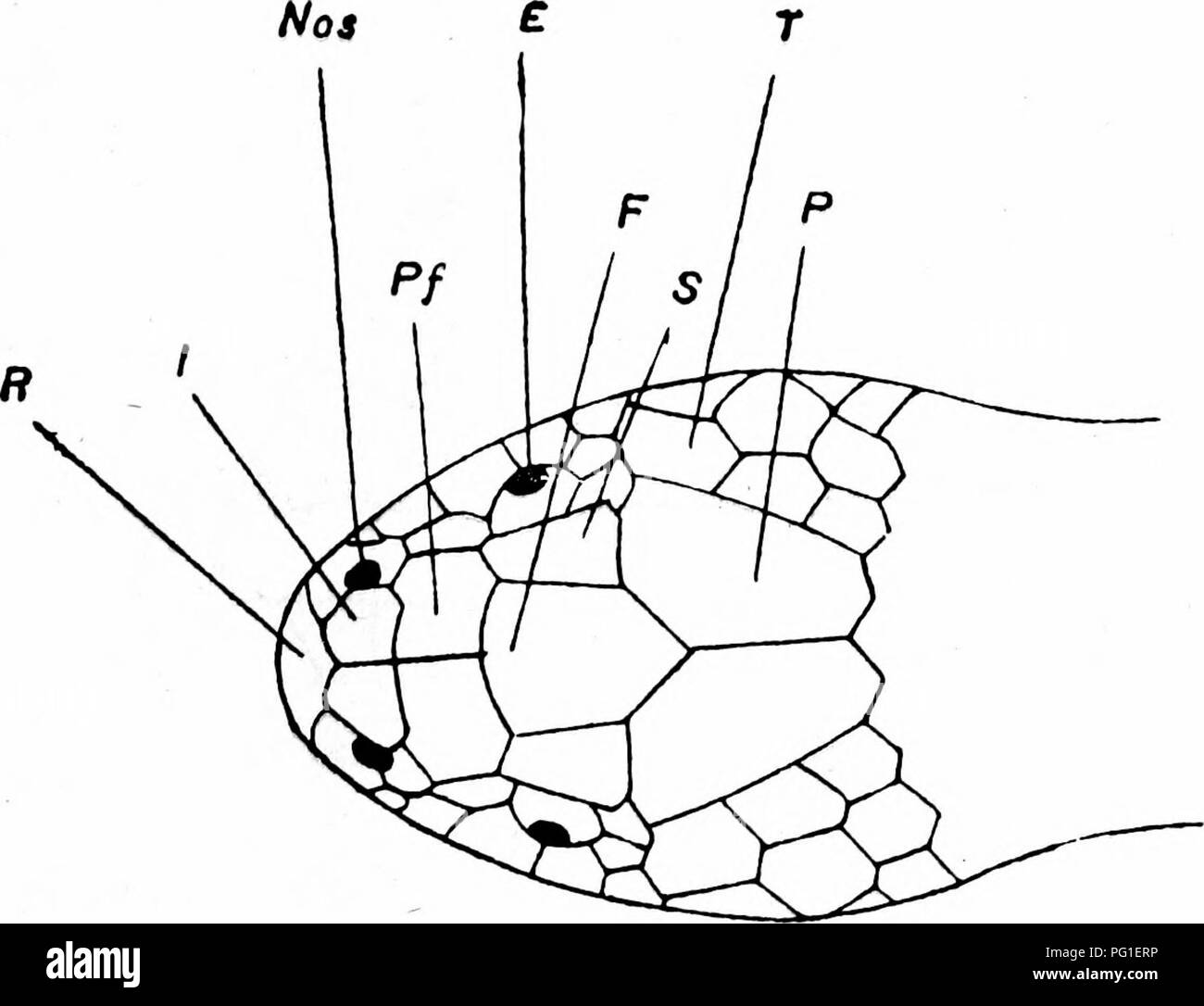 . La politique commune de serpents de l'Inde et de la Birmanie et la façon de les reconnaître . Serpents ; Serpents. La figure 1. La couronne ou dessus de la tête d'un serpent pour voir les boucliers protecteurs. Nos â narine. E - eye. K  = I  = internaBal rostrale,. Fp  = prse-frontale. F â  = frontale. 9  = supra-oculaires. P  = le lobe pariétal. T  = tenjporal.. Veuillez noter que ces images sont extraites de la page numérisée des images qui peuvent avoir été retouchées numériquement pour plus de lisibilité - coloration et l'aspect de ces illustrations ne peut pas parfaitement ressembler à l'œuvre originale.. Cazaly, W. H. Allahabad : Pioneer Press Banque D'Images