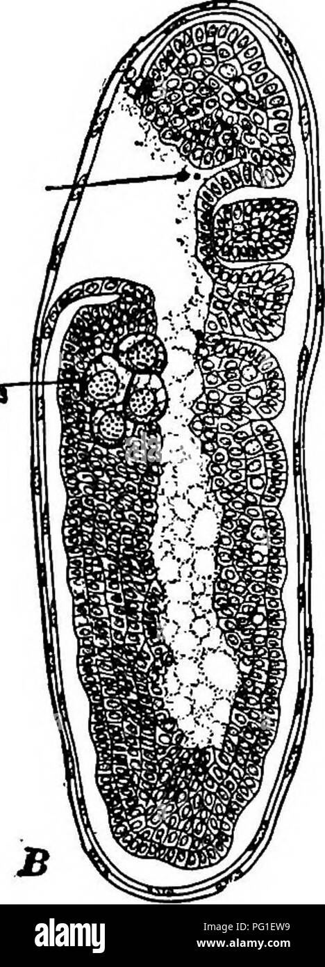 . Lectures à l'évolution, la génétique, et l'eugénisme. L'évolution ; l'hérédité ; l'eugénisme.^ d'OLG. Fig. 45.-un, le germe-cell (# .g.c.) mis à part dans le stade de huit cellules le clivage dans Miastor americana. {Après Hegner.) Les murs des sept autres cellules somatiques n'ont pas encore formé, bien que le repos et la division (M p) noyaux peut être vu ; c R, fragments de chromatine cast oiff à partir de cellules somatiques ; la longueur de la section B, sage- d'un embryon de Miastor plus tard ; l'oeuf primordial-cellules (00^3) sont remarquables. (À partir de Guyer, après Hegner.) grâce à un stade ultérieur de l'élaboration d'Miastor ; le germe primitif-cellules Banque D'Images