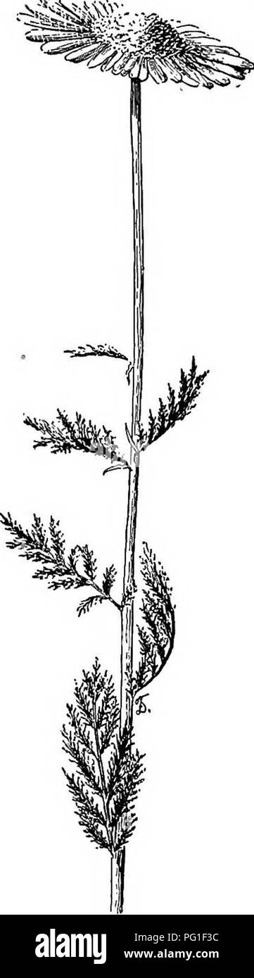 . Cyclopedia of American horticulture, comprenant des suggestions pour la culture de plantes horticoles, les descriptions des espèces de fruits, légumes, fleurs et plantes ornementales vendues aux États-Unis et au Canada, ainsi que des notes biographiques et géographiques. Le jardinage. 462. Commune de feuilles glauques et chry- santhemum {Marguerites frutescens et anethifolium). Montrant la différence. Le type sur la droite. Experiment Station à partir d'une plante cultivée depuis longtemps dans les conservatoires Sage "a été identifié par L. H. B. avec la photo dans Andrews' Reeister 272 Botanique, Earl publié Banque D'Images . Cyclopedia of American horticulture, comprenant des suggestions pour la culture de plantes horticoles, les descriptions des espèces de fruits, légumes, fleurs et plantes ornementales vendues aux États-Unis et au Canada, ainsi que des notes biographiques et géographiques. Le jardinage. 462. Commune de feuilles glauques et chry- santhemum {Marguerites frutescens et anethifolium). Montrant la différence. Le type sur la droite. Experiment Station à partir d'une plante cultivée depuis longtemps dans les conservatoires Sage "a été identifié par L. H. B. avec la photo dans Andrews' Reeister 272 Botanique, Earl publié Banque D'Images