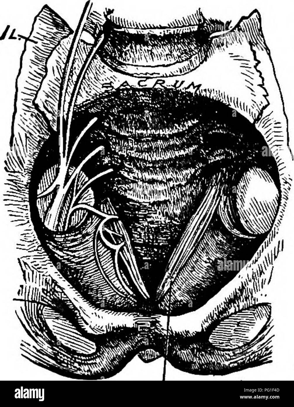 . Lectures à l'évolution, la génétique, et l'eugénisme. L'évolution ; l'hérédité ; l'eugénisme. Fig. 25.-aperçu schématique de l'embryon humain, alors qu'environ sept semaines, montrant les relations entre les membres et la queue au tronc. {Après Allen Thompson) r, le radial, et u, le nerf cubital, frontière de la main et l'avant-bras ; je, le tibia, et/ la frontière du péroné, du pied et des jambes ; au, oreille ; s, de la moelle épinière ; ", du cordon ombilical ; 6, les bronches gill sUts ; c, queue. {De Romanes.) ^J&gt;Hfst&gt;j/huiles couvercle..^^doepiiif dvl roK allez"^'. Veuillez noter que ces images sont extraites de la page numérisée des images qui peuvent avoir être Banque D'Images
