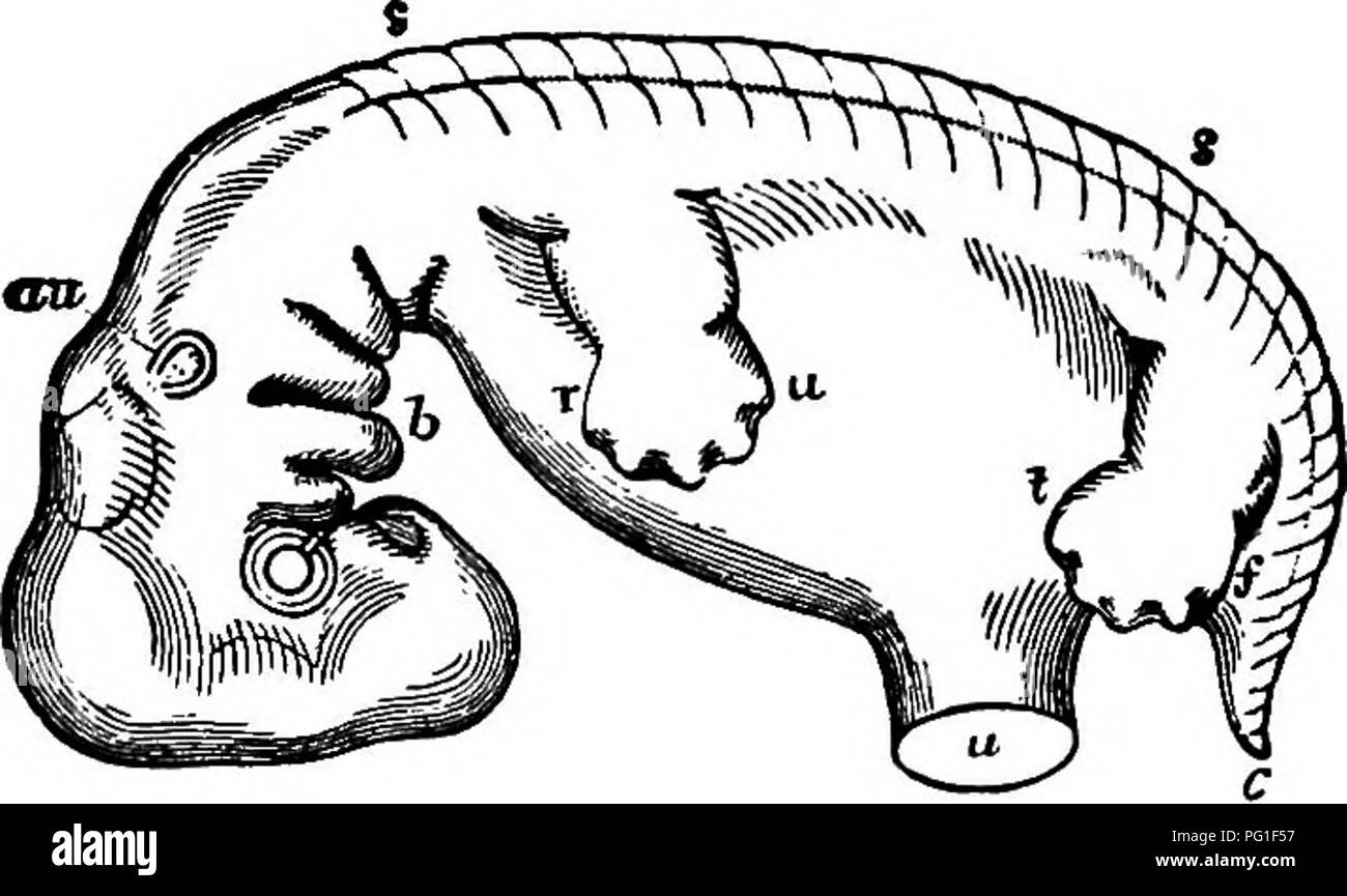 . Lectures à l'évolution, la génétique, et l'eugénisme. L'évolution ; l'hérédité ; l'eugénisme. La morphologie de poid 153 singes continuent de présenter les vestiges d'une queue rudimentaire dans un petit nombre de vertèbres caudales ci-dessous les téguments, nous pouvons nous attendre à trouver le même état d'affaires dans le cas de l'homme. Et c'est juste. Fig. 25.-aperçu schématique de l'embryon humain, alors qu'environ sept semaines, montrant les relations entre les membres et la queue au tronc. {Après Allen Thompson) r, le radial, et u, le nerf cubital, frontière de la main et l'avant-bras ; je, le tibia, et/ la frontière, du péroné du pied et lo Banque D'Images