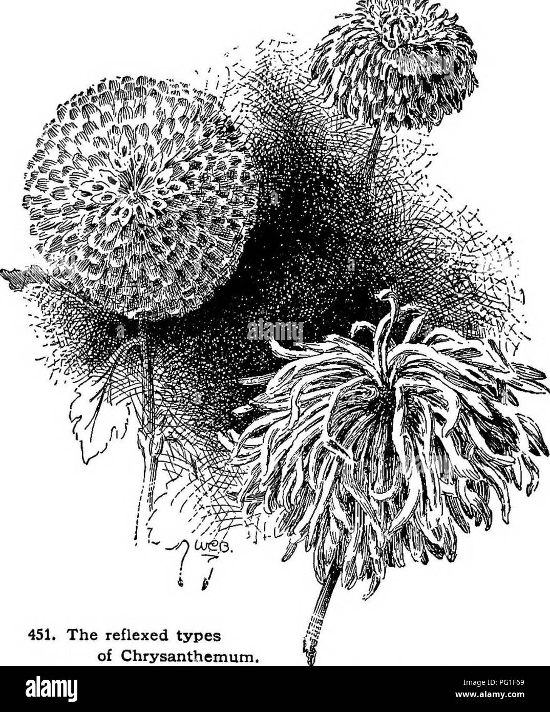 Cette encyclopédie horticole couvre un large éventail de plantes, des fruits aux espèces ornementales, fournissant des conseils sur les méthodes de culture. Il comprend des informations précieuses pour les jardiniers des États-Unis et du Canada, mettant en évidence des types de plantes spécifiques tels que les chrysanthèmes Pompon et leurs caractéristiques de croissance. Banque D'Images