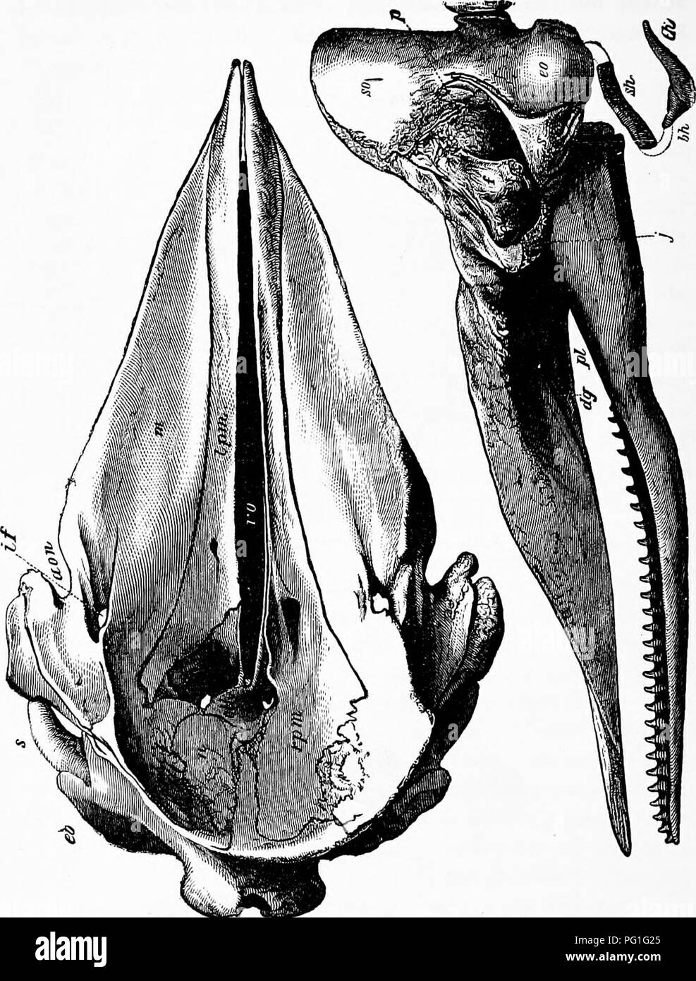 Ce texte de zoologie présente diverses espèces, y compris l'anatomie du cachalot, avec des descriptions détaillées de la structure du crâne. Il fournit un aperçu accessible de la physiologie animale et des concepts zoologiques pour les étudiants et les lecteurs généraux intéressés par la biologie animale. Banque D'Images