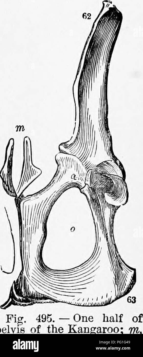 Ce texte zoologique couvre l'anatomie et les habitudes de l'échidna, en se concentrant sur ses caractéristiques uniques telles que les pieds palmés, la fourrure molle et son habitat dans les rivières et les piscines. Il discute également de son régime alimentaire et de sa reproduction dans la nature. Banque D'Images