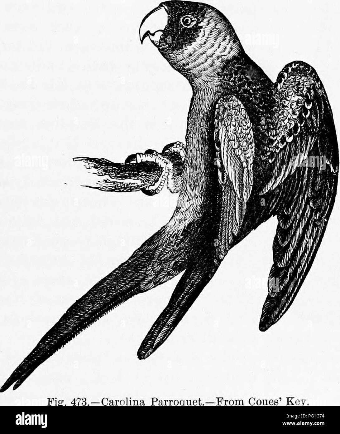 . Zoologie : pour les étudiants et les lecteurs en général . Zoologie. Les OISEAUX DE PBET. 549 des souris et autres petits animaux nocturnes, de l'éjection de la balle d'un mois de l'indigeste des parties de leur repas. La petite chevêche des terriers de l'{Spheotyto cuniciilaria des plaines de l'ouest var., hypogma) conjoints avec les chiens de prairie et les crotales, nichant dans les trous lorsque désertes. Leurs teintes ternes, rouillé par l'assimilation avec la couleur du sol qu'ils habitent. Notre plus grand hibou est la chouette lapone- cinereitm {Syr plutonium) ; il est près de {2 mètre f| pieds) de longueur, et. Carolina Parroquet.-À partir de cônes'. est un habitent Banque D'Images