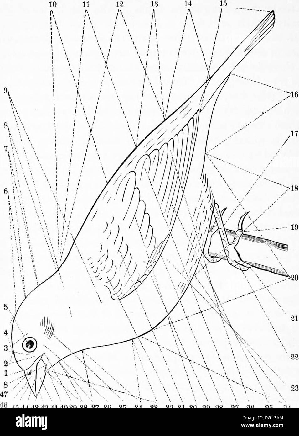 . Zoologie : pour les étudiants et les lecteurs en général . Zoologie. 520 Journal ZOO. r. 45 44 43 42 38 37 414039 30 35 34 33 32 3130 29 28 27 26 25 24 Fig. 452.-Topographie de l'oiseau. 1, le front (frons) ; 2 ; 3, lore, clrcumorular ; Région 4, couronne (vertex) ; 5, de l'œil ; fi, Hind (tête) : 7 l'occiput, la nuque (nvcha) ; 8, Hind (cernix) ; 9, côté d'neclc ; 10, 11 ; région interscapulaire, dos ou bade proprement dits, y compris 10, 12, notmum ov, la partie supérieure du corps proprement dits, y compris 10,11 et 13 ; 13, la croupe (uropi/f/ium) ; 14, 15 ; tectrices sus-caudales, la queue ; 16, sous-caudales ; 17 ; 18, tarse, abdomen ; 19, doigt postérieur (hallu Banque D'Images