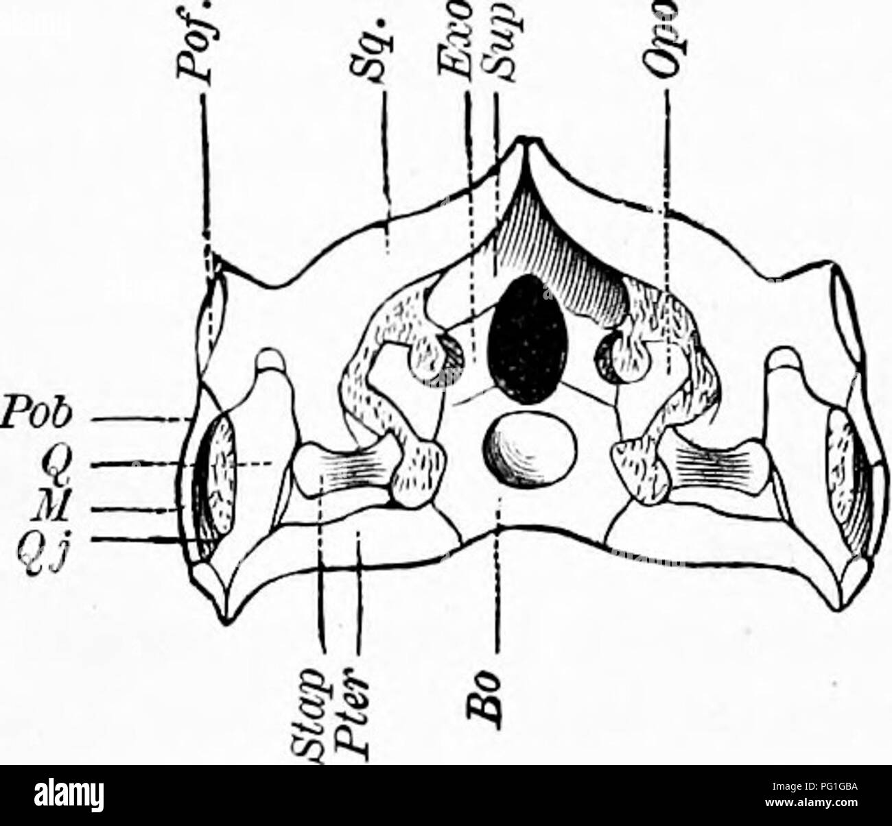 . Zoologie : pour les étudiants et les lecteurs en général . Zoologie. Fig. 448.-crâne d'Tchihyosauru ?  ; Vue latérale. Pmx, os prémaxillaires ; Mx, maxillaire ; jV, nasal ; Fr ; frontal, préfrontal, Prf ; Pof, postfrontal ; /&gt ;", pariétale ; X, M ; lacrymale ; malar, QJ, quadratojugal ; Q, qua'drate ; Pob^ squamosales ; postorbitaire, sq ; D, os dentaire ; Ang, angulaire ; Art ; articulaire, S. Ar, subarticular ; Pier, ptérygoïde.-Après faire face. le chef était très grande, le cou très court, et les orbites sont énormes ; les vertèbres étaient remarquablement courte et bi- ^ le contre-batteur. Ils ont été carniv- orous, puissant et nager, et Banque D'Images