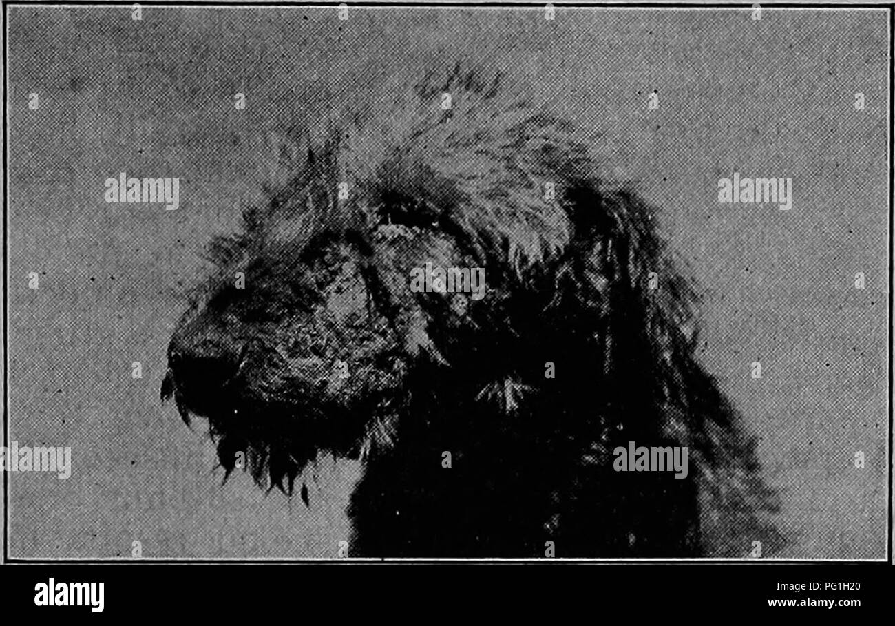 Le Chien Comme Porteur De Parasites Et De Maladies Les Chiens En Tant Que Porteurs De La Maladie Les Chiens Les Parasites Et Maladies Parasitaires Chiens De Poches La Destruction Le Chien Comme Porteur De Parasites Et De Maladies Les Chiens En Tant Que Porteurs De La Maladie Les Chiens Les Parasites Et Maladies Parasitaires Chiens De Poches La Destruction