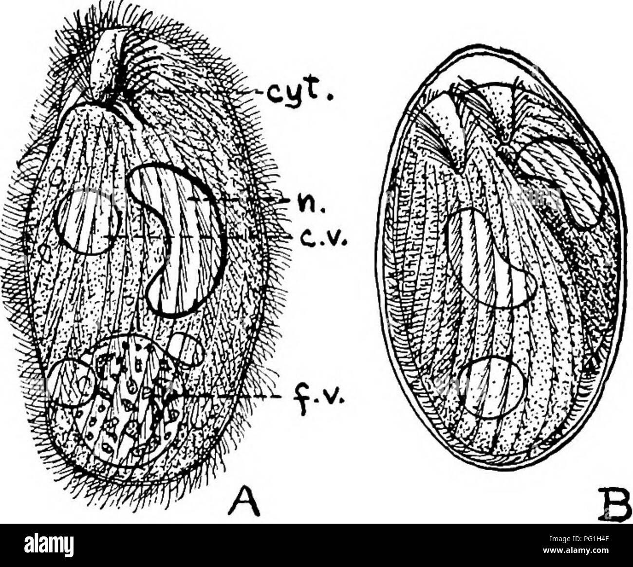 . Des parasites animaux et la maladie humaine. Parasitologie médicale ; insectes en tant que porteurs de la maladie. 126 les flagellés et ciliés CILIÉS INTESTINALE Balantidium coli. -Bien que plusieurs espèces de ciliés ont été comptabilisées comme des parasites, il n'y a qu'une espèce, Balantidium coli (Fig. 34A), normalement en parasitaires les porcs, qui est assez courant pour être de quelque importance. Cette grande frange ciliée est à côté d'Endamoeba histolytica parmi les protozoaires comme un. Fig. 34. Balantidium coli ; un cilié libre, à partir de l'intestin ; n., noyau ; c. c., vacuoles contractiles ; f. v., vacuole digestive ; cyt., cytostome. B, kyste, comme Banque D'Images