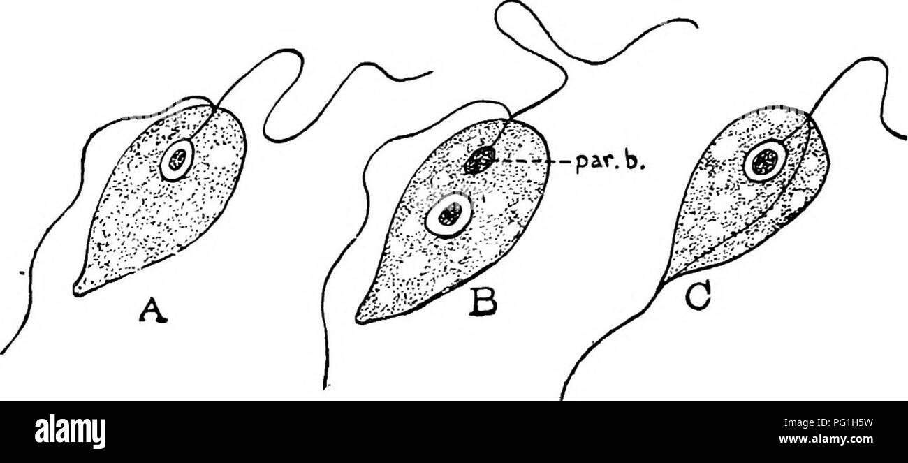 . Des parasites animaux et la maladie humaine. Parasitologie médicale ; insectes en tant que porteurs de la maladie. Les flagellés intestinaux 118 CILLATES et la forme générale du corps et en la possession d'un corps parabasal et une membrane ondulante, mais également d'une flagelle libre. Dans Cercomonas (Fig. 29C), selon le bord, Wenyon flagelle est fixé sur le côté du corps jusqu'à l'extrémité postérieure, étant généralement continué comme une flagelle.. Fig. 29. Bi-flagellé les parasites. Bodo, une note ; absence de corps parabasal. B, Prowazekia ; note corps parabasal (al. b.). C, Cercomonas ; remarque trailin Banque D'Images