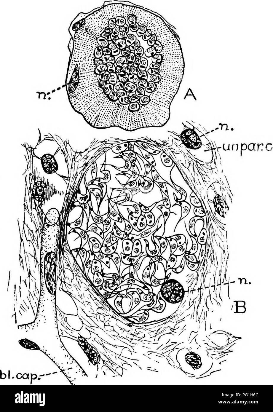 . Des parasites animaux et la maladie humaine. Parasitologie médicale ; insectes en tant que porteurs de la maladie. La MALADIE DE CHAGAS - PARASITE DANS L'HOMME 109 bugs du genre Triatoma servent d'hôtes intermédiaires ; bugs d'un certain nombre d'espèces infectées par les trypanosomes morphologiquement indifférenciables de T. cruzi ont été trouvés depuis l'Amérique centrale à l'Argentine, mais la maladie chez l'homme n'a été reconnue que dans une petite partie de cette vaste zone, bien qu'il est sus- des dans le nord de l'Argen- tina et peut oc- cur dans beaucoup d'autres endroits qu'est maintenant connu. Les droits de l'Cycle.- Le trypanosome causant cette d Banque D'Images