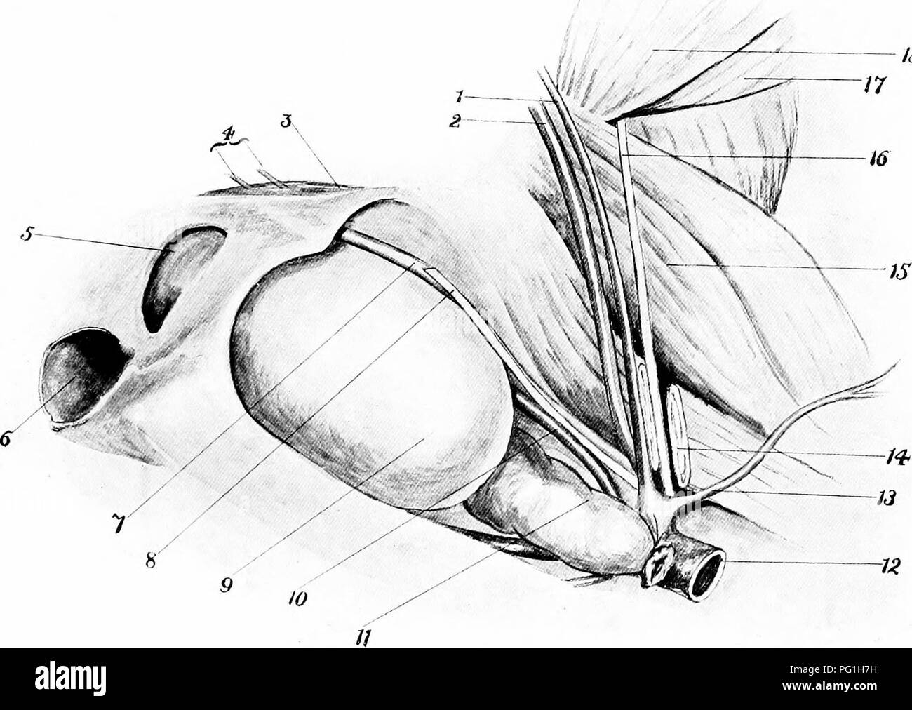 Cette étude anatomique porte sur l'obturateur et les nerfs cruraux du cheval. Les structures clés telles que l'artère iliaque externe, la vessie et la veine iliaque sont identifiées. Les relations des muscles comme le psoas magnus et le droit fémoral avec les voies nerveuses sont discutées, fournissant des détails cruciaux pour les professionnels vétérinaires. Les diagrammes des régions pelvienne et abdominale mettent en évidence l'organisation musculaire et nerveuse. Banque D'Images