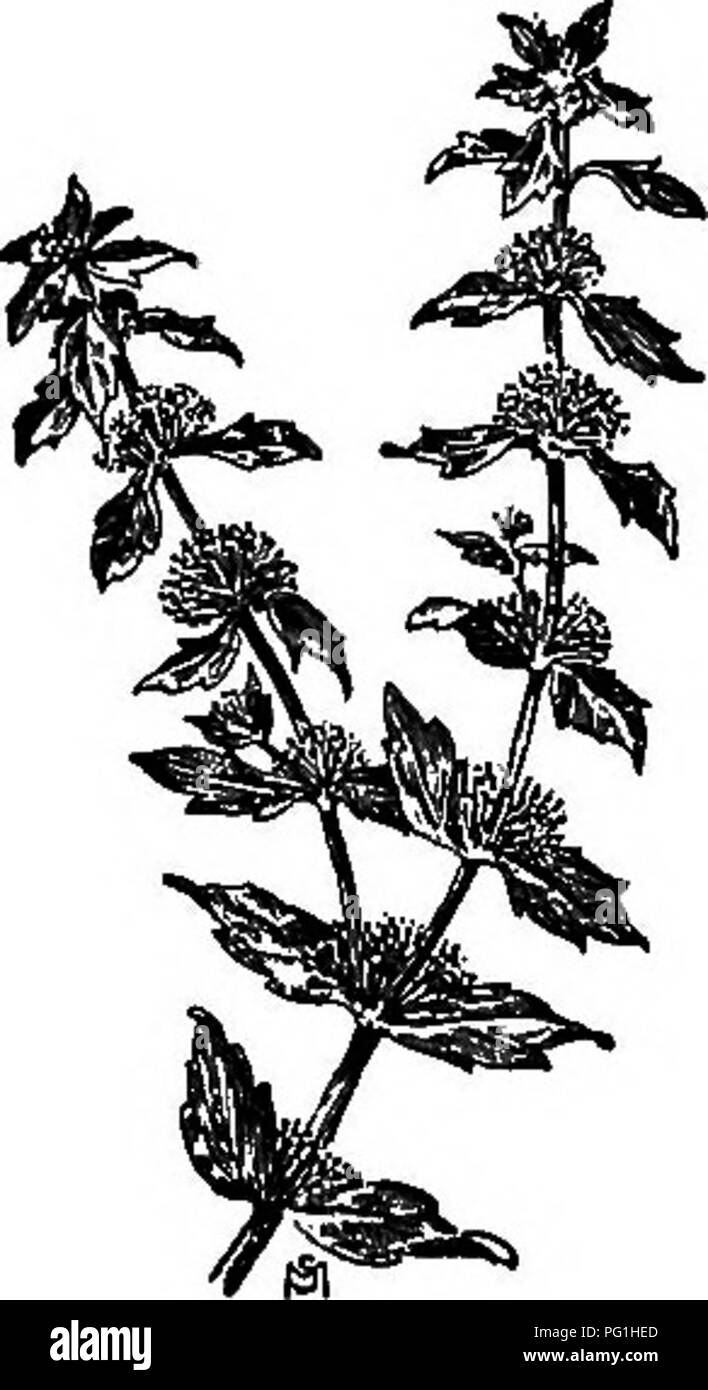 Ce manuel fournit des descriptions détaillées des mauvaises herbes les plus problématiques aux États-Unis et au Canada, décrivant leurs habitudes de croissance, leur distribution et leurs méthodes de contrôle pour l'agriculture et le jardinage. Banque D'Images