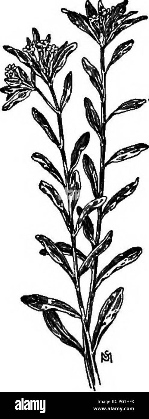 Cette image tirée d'un manuel de mauvaises herbes met en évidence la famille des Boraginaceae, en se concentrant sur les espèces avec des graines dures et semblables à la pierre. Ces mauvaises herbes sont des contaminants courants dans les cultures agricoles comme le blé et le seigle et sont mieux contrôlées par un ensemencement propre et un enlèvement manuel. Banque D'Images