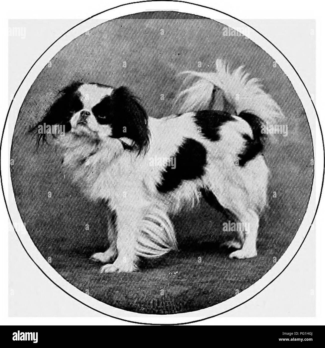 Le Nouveau Livre Du Chien Une Histoire Naturelle De La Les