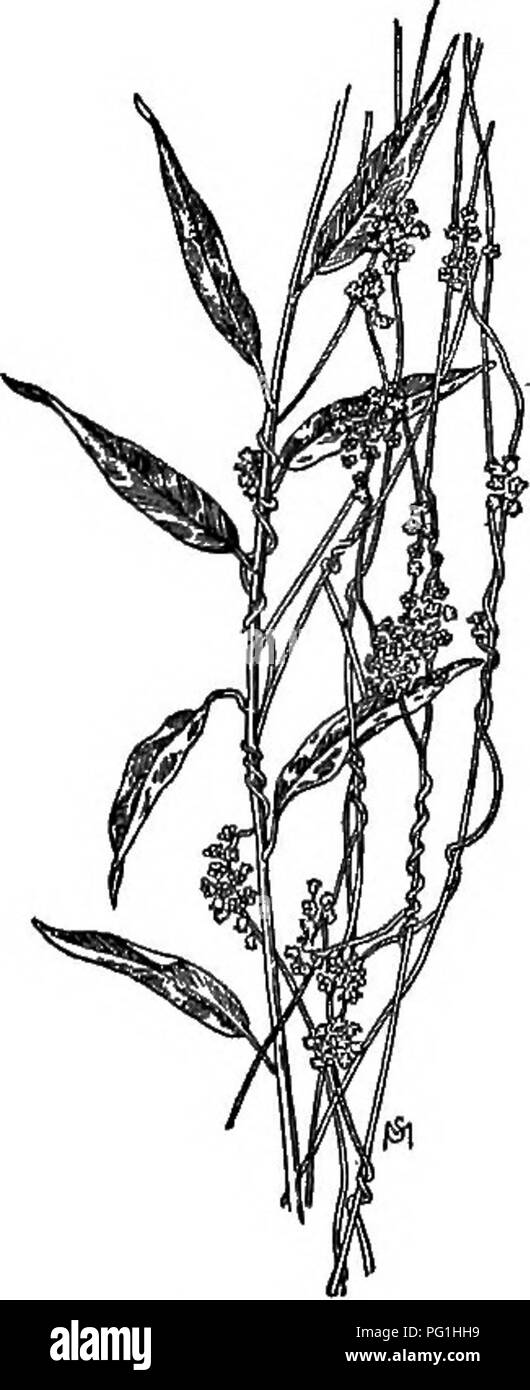 Ce manuel fournit des descriptions détaillées des mauvaises herbes communes aux États-Unis et au Canada, y compris la famille Polemonium, en mettant l'accent sur leurs habitudes de croissance, leur distribution et leurs méthodes de contrôle. Banque D'Images