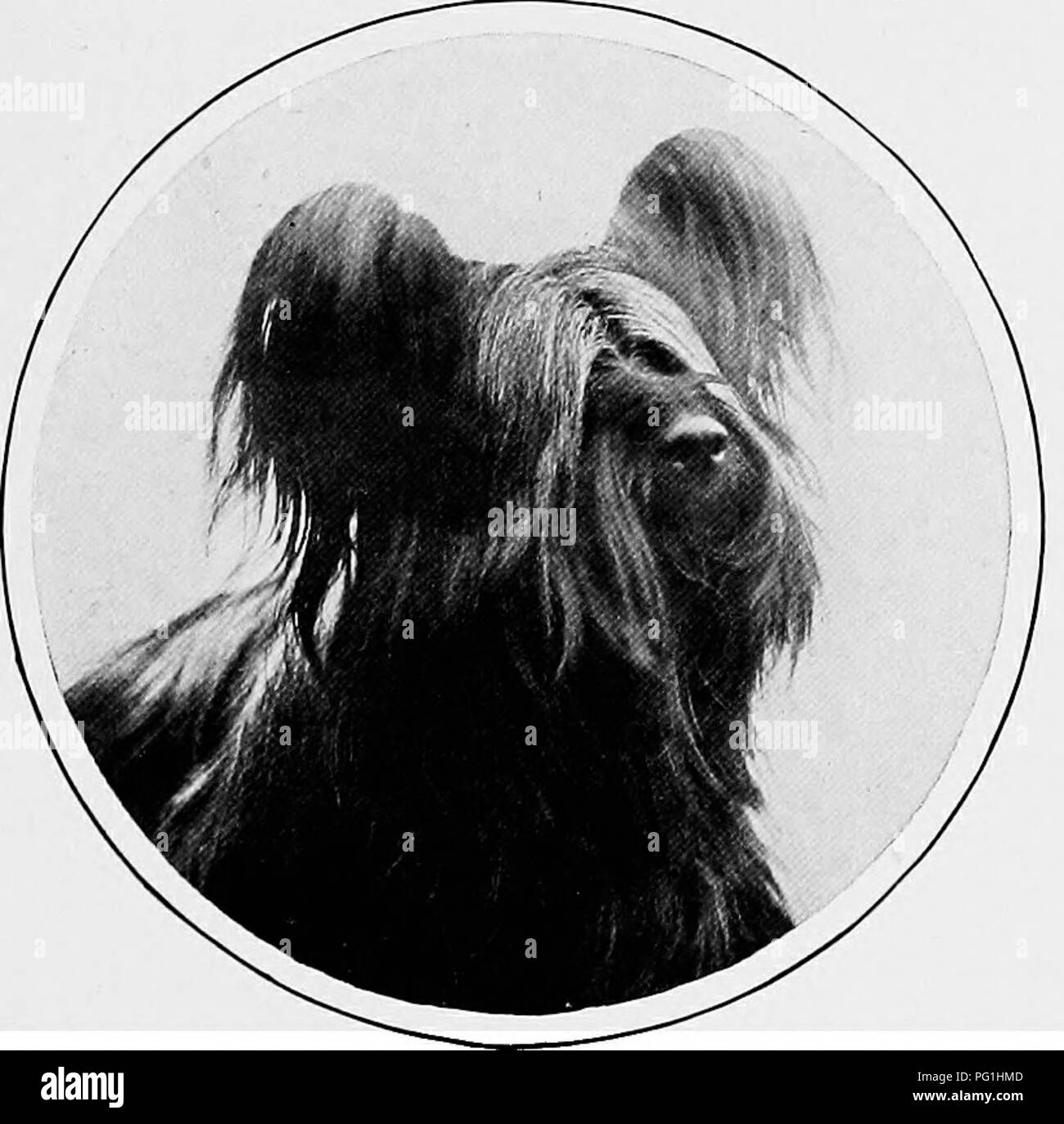 Ce livre complet sur les chiens britanniques couvre leur histoire naturelle, leur élevage et leur gestion. Il souligne l'importance d'éviter la consanguinité pour assurer des spécimens sains et forts. Le Skye Terrier est discuté en détail, en se concentrant sur le besoin de la race pour une sélection minutieuse des couples reproducteurs pour maintenir l'endurance et la constitution. Banque D'Images