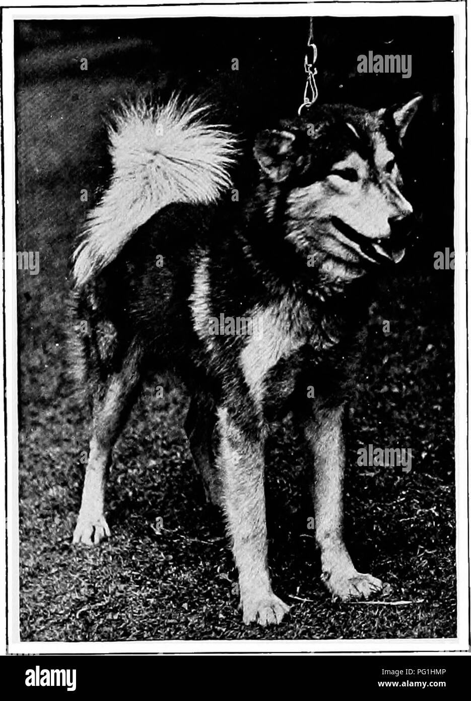 . Le nouveau livre du chien ; une histoire naturelle de la les chiens et leurs parents à l'étranger, avec des chapitres sur le droit, la reproduction, l'élevage, de gestion et de traitement vétérinaire. Les chiens. 53° LE NOUVEAU LIVRE DU CHIEN. miles sur un voyage d'hiver, et de quarante milles par jour a été une moyenne record pour une bonne équipe avec une charge de, disons, une centaine de livres en poids. L'Eskimo est largement utilisé dans le nord-ouest, mais la moitié d'une race est considéré comme meilleur. Beaucoup sont un croisement entre les Esquimaux et les. ESKIMO LE PLUS AU NORD. Survivant D'UNE DES EXPÉDITIONS. PFARY Photographie par M. W. H. Strick. le loup, mais le su Banque D'Images